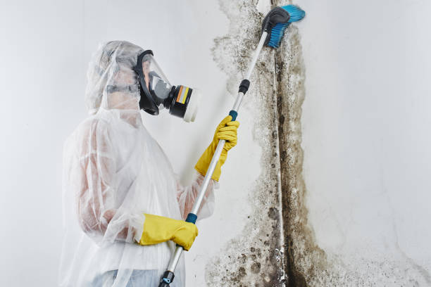 Best Affordable Mold Removal  in Fairview, TX