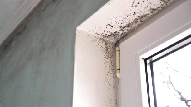 Best Local Mold Removal Service  in Fairview, TX