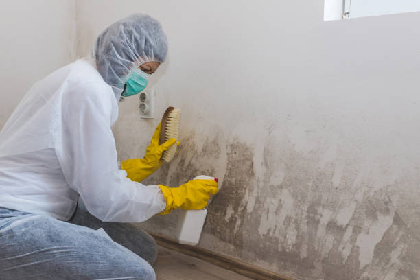 Best Mold Remediation  in Fairview, TX
