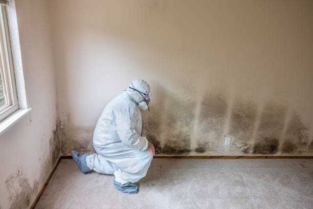 Best Commercial Mold Removal  in Fairview, TX