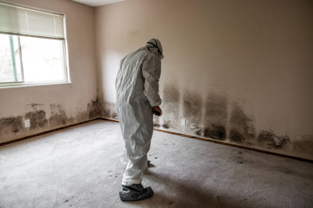 Reliable Fairview, TX Mold Removal Solutions