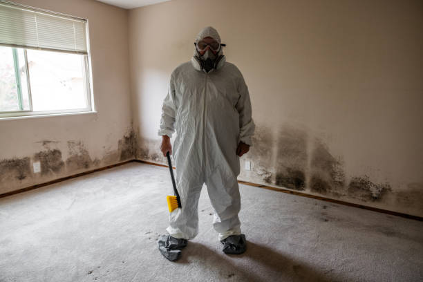 Best Commercial Mold Removal  in Fairview, TX