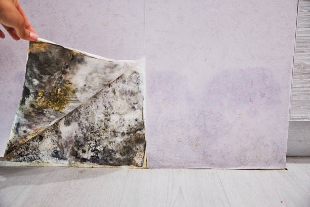 Best Mold Remediation  in Fairview, TX
